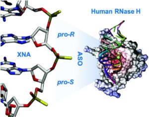 inhibidores ARN