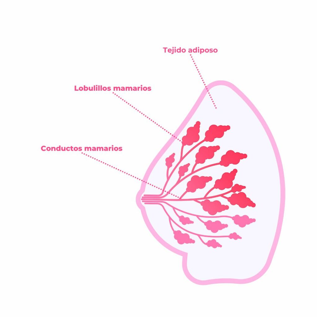 Cáncer de Mama - estructuras