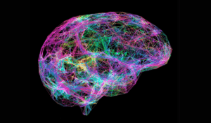 mapas cerebro humano