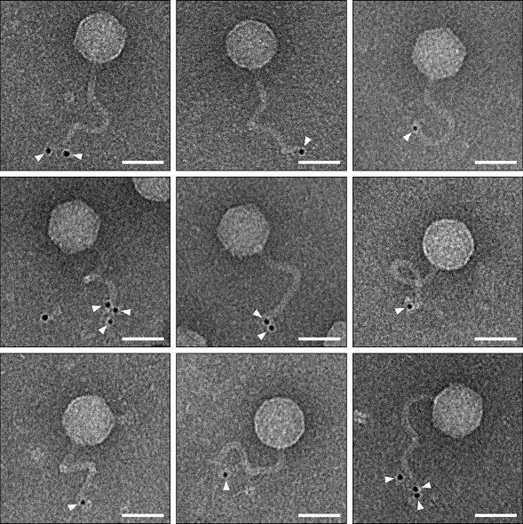 sistema inmunitario bacteriano