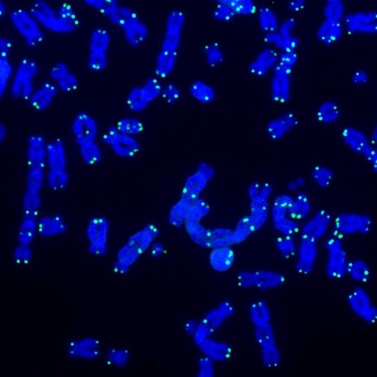 telo-seq longitud telómeros