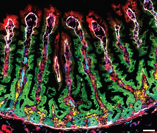 Imagen de tejido del intestino delgado humano obtenida para elaborar mapa de expresión.