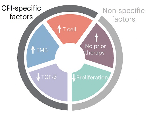 Factores de respuesta a inmunoterapia en cáncer