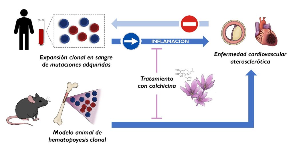  Ilustración de los principales hallazgos de los investigadores del CNIC. La hematopoyesis clonal y la expansión de células sanguíneas portadoras de ciertas mutaciones adquiridas representan una nueva causa de aterosclerosis y enfermedad cardiovascular, no una consecuencia de esta. Los efectos de algunas de estas mutaciones pueden atenuarse con un fármaco antiinflamatorio de origen vegetal, la colchicina, lo que sienta las bases de posibles estrategias de medicina personalizada.