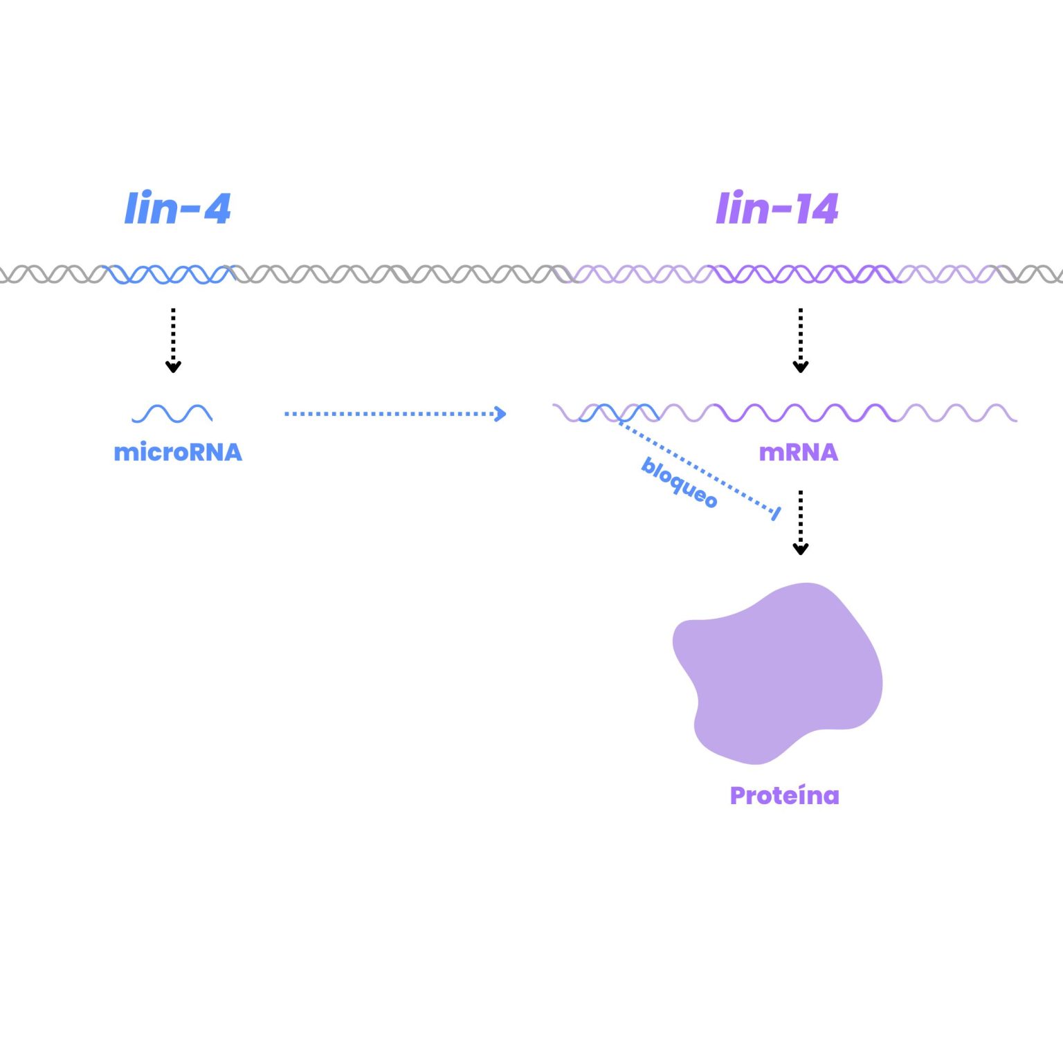 Los MicroARNs protagonizan el Premio Nobel Medicina de 2024