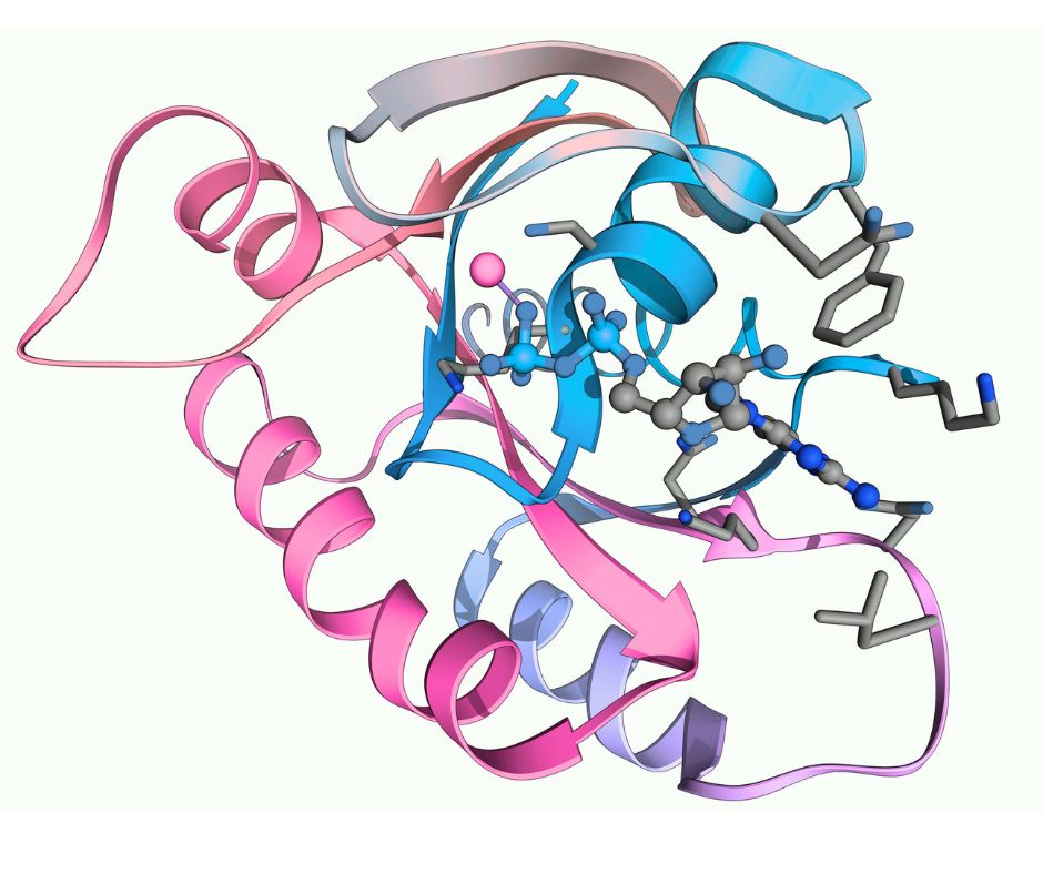 Los avances en la predicción de la estructura de las proteínas, por los que  Demis Hassabis y John M Jumper han recibido el Premio Nobel de Quimica de 2024 abre las puertas a múltiples aplicaciones. 