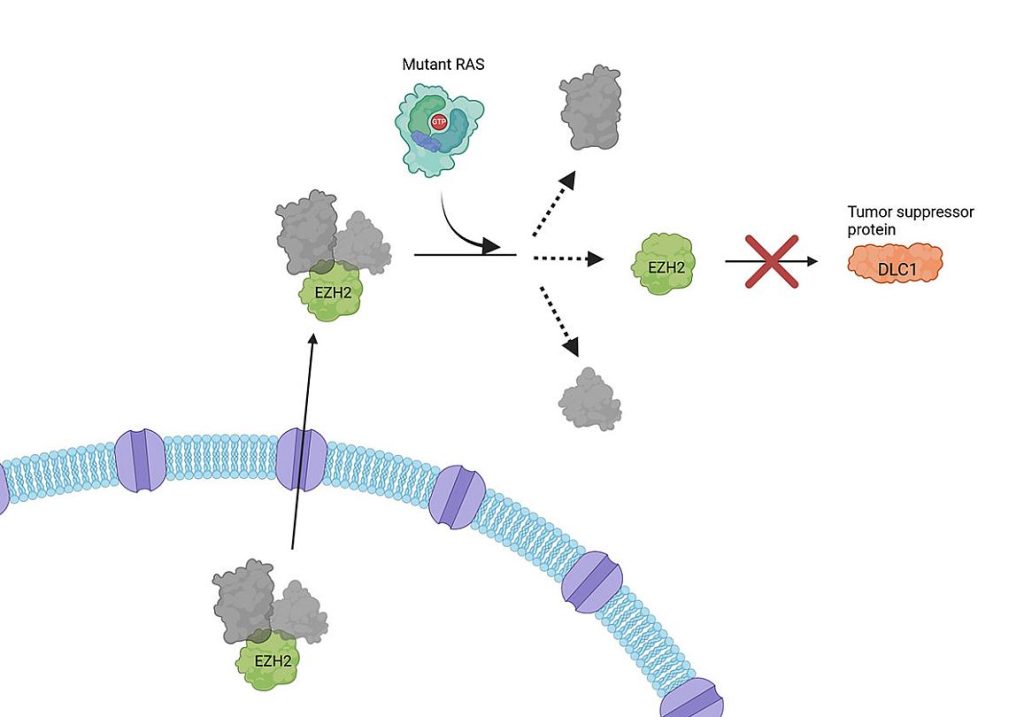 Nueva función de las proteínas RAS mutantes en cáncer abre una vía a nuevas formas de tratar los cánceres impulsados por estas proteínas