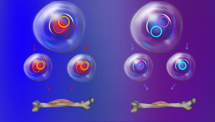 Herencia del ADN extracromosómico en cáncer