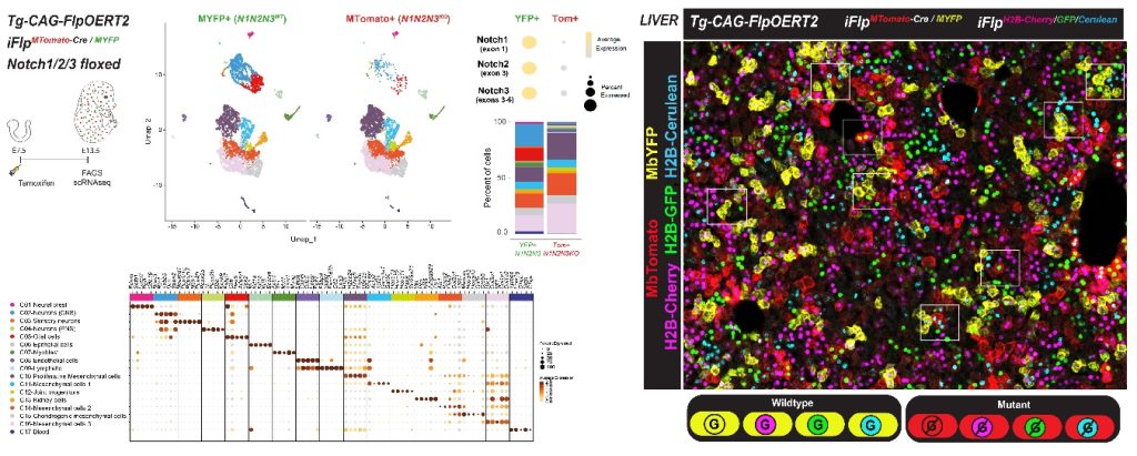 Figura: iFlpMosaics permite la inducción de mosaicos genéticos multiespectrales en ratones y el estudio de la función génica en células individuales con mayor rendimiento y precisión mediante RNA-seq de célula única (izquierda) y técnicas de imagen (derecha).