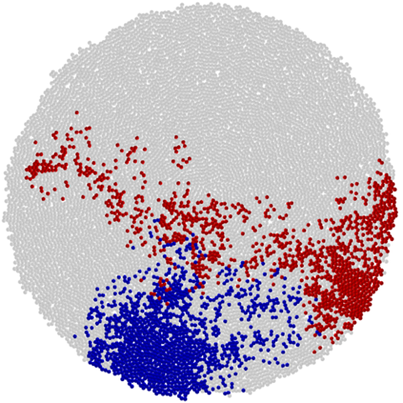 Simulación computacional que muestra crecimiento tumoral y cómo las células que comparten el mismo tipo de mutación pueden agruparse estrechamente en una zona del tumor (en azul) o dispersarse en diferentes partes del tumor (en rojo). 