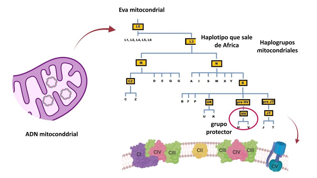 El linaje mitocondrial puede ser importante en cómo responde una persona a COVID-19