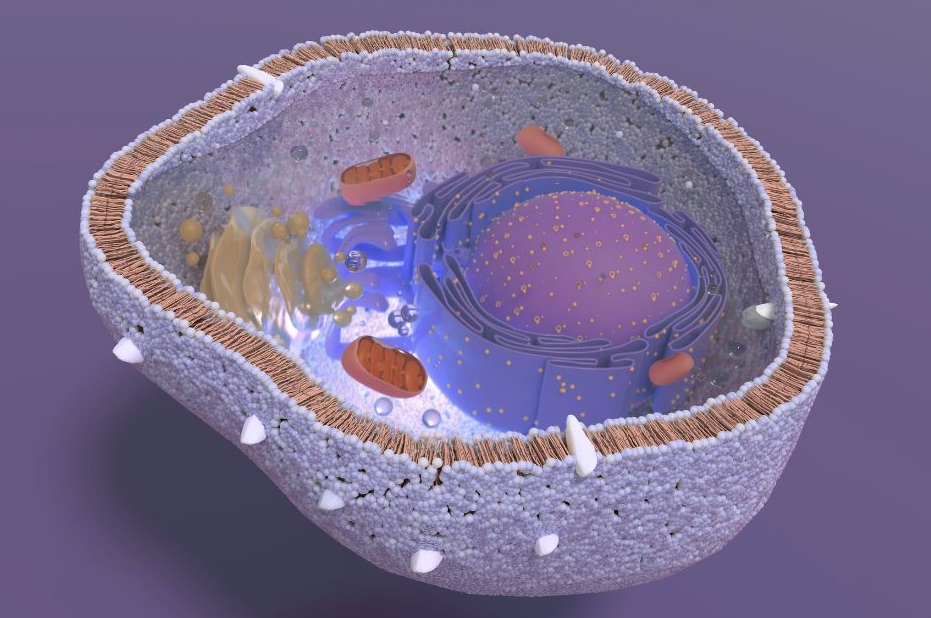 Alteraciones en las colas cortas de las proteínas pueden causar enfermedades genéticas raras