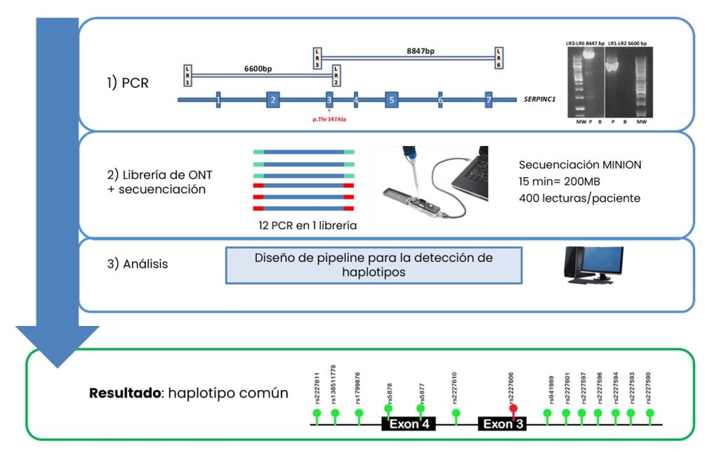 Figura 7: Análisis de haplotipo con marcadores genéticos ligados a la mutación p.Thr147Ala detectados por nanoporo. 3 Pasos para la obtención del resultado. 1) PCR, se indica el tamaño de las 2 Long range PCR usadas para el estudio, que abarcan el gen SERPINC1. 2) Librería de nanopore y secuenciación en dispositivo minION durante 15 minutos. 3) Diseño de pipeline específica para determinar el haplotipo común ligado a la variante.
