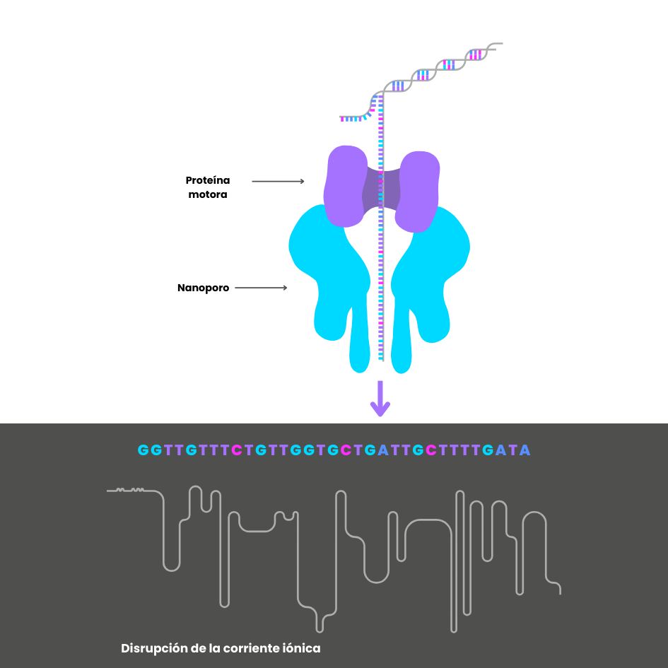Figura 3. Representación esquemática del proceso de secuenciación con nanoporos y la interpretación de la diferencia de potencial que causa el paso del material genético por el poro.
