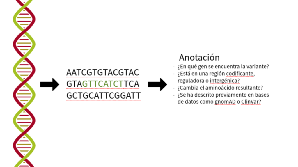 anotación de variantes genéticas