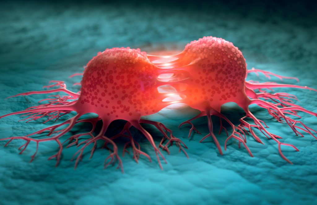 La duración de la división celular es un marcador clave para la susceptibilidad al cáncer