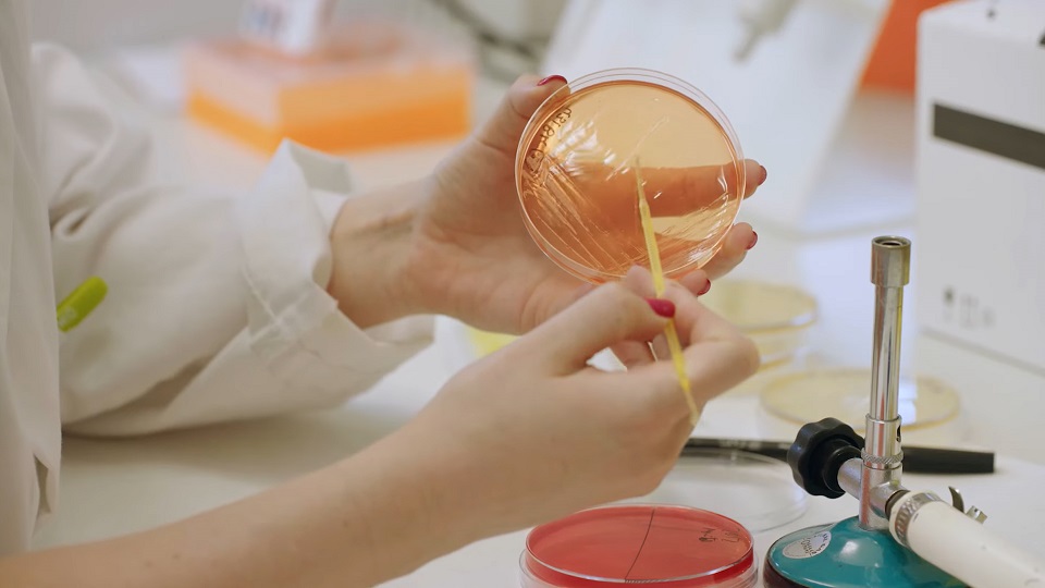 Los efectos de una bacteria intestinal sobre la respuesta inmune innata abren una nueva vía para prevenir la obesidad y tratar la diabetes