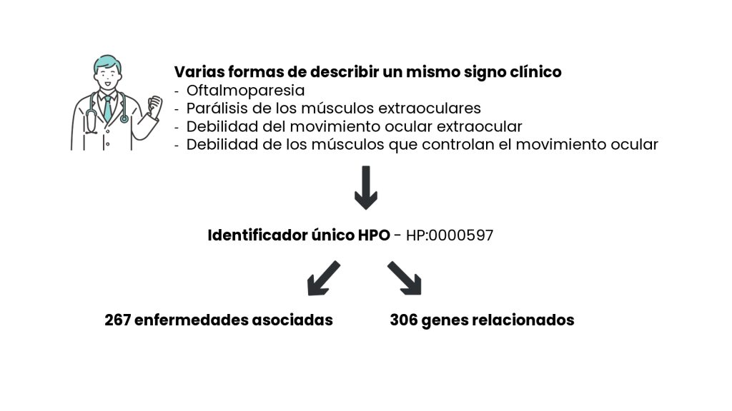 cómo funciona la ontología del fenotipo humano
