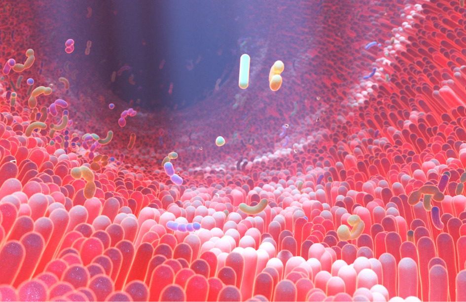 Un metabolito producido por la microbiota intestinal promueve la aterosclerosis