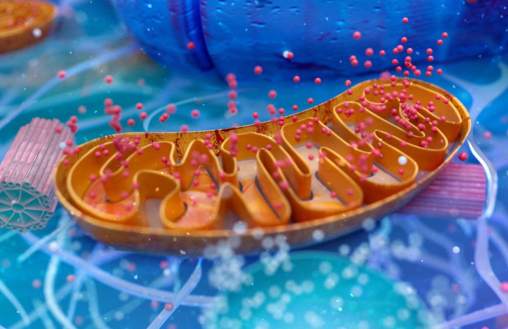 El sistema OxPhos de las mitocondrias trabaja como una cadena para transformar el oxígeno y los nutrientes en energía
