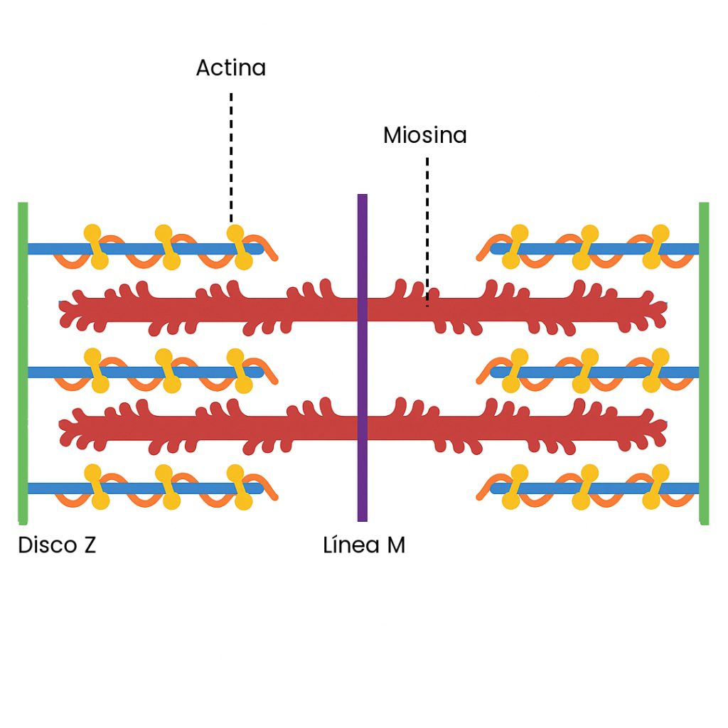 estructura del sarcómero
