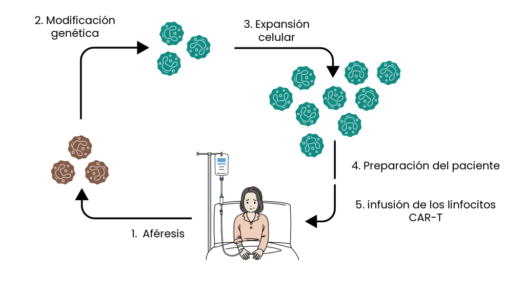 funcionamiento de las terapias de células car-t