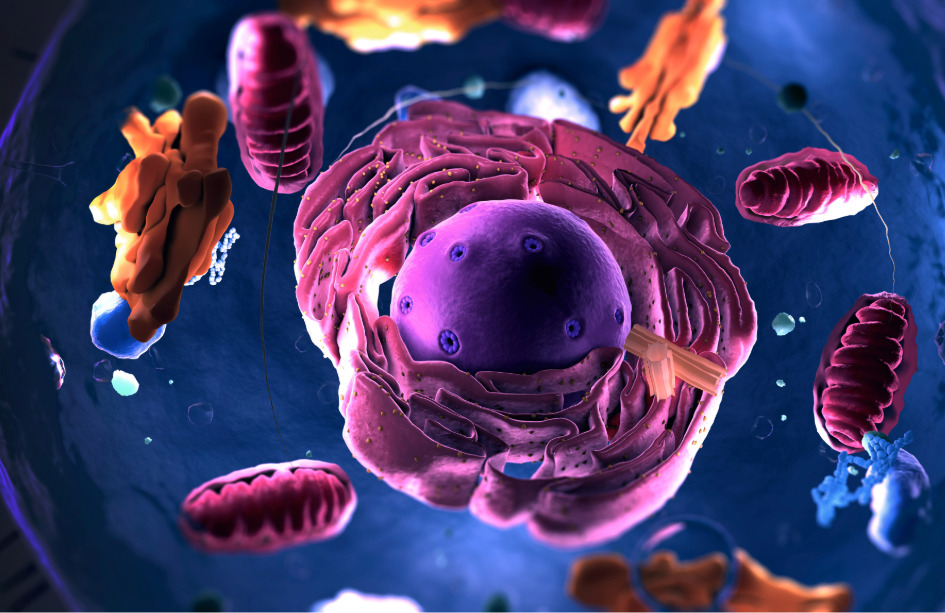 El proteoma reveva mecanismos moleculares activos y procesos biológicos en los diferentes órganos durante el envejecimiento.