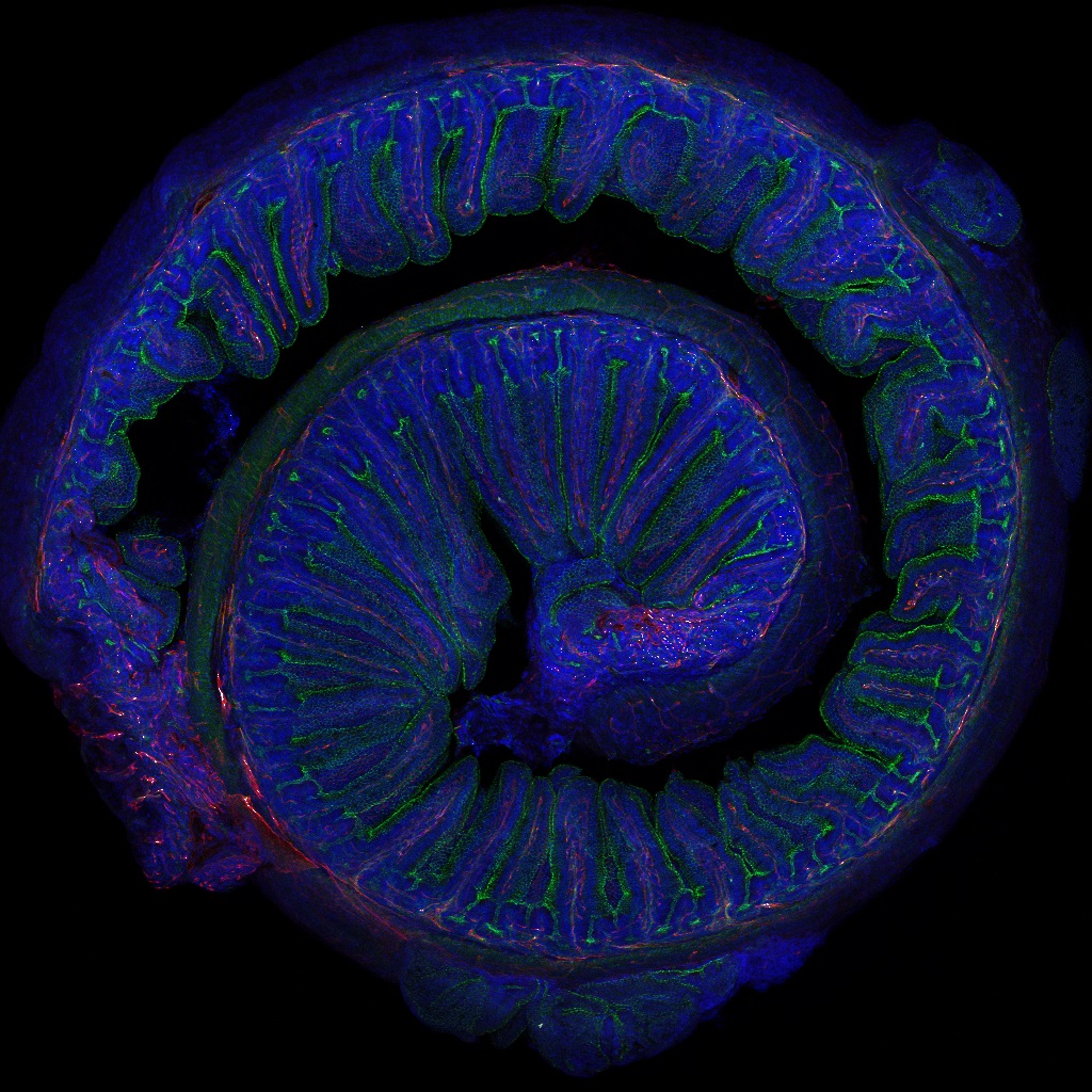 Microfotografía del intestino de un ratón adulto. Un reciente estudio conecta la microbiota intestinal con los beneficios del ejercicio físico moderado. Imagen: Elisa Cintado y José Luis Trejo (CNC-CSIC)
