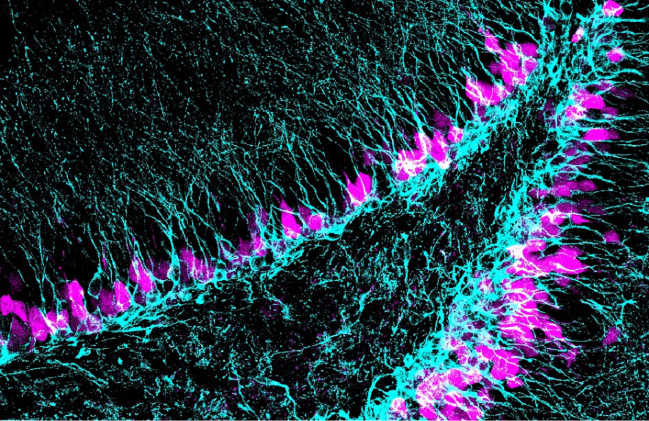 Región del cerebro donde se generan nuevas neuronas (azul) a lo largo de toda la vida. El estudio implica al gen Sox5 con la capacidad de neurogénesis en edad adulta