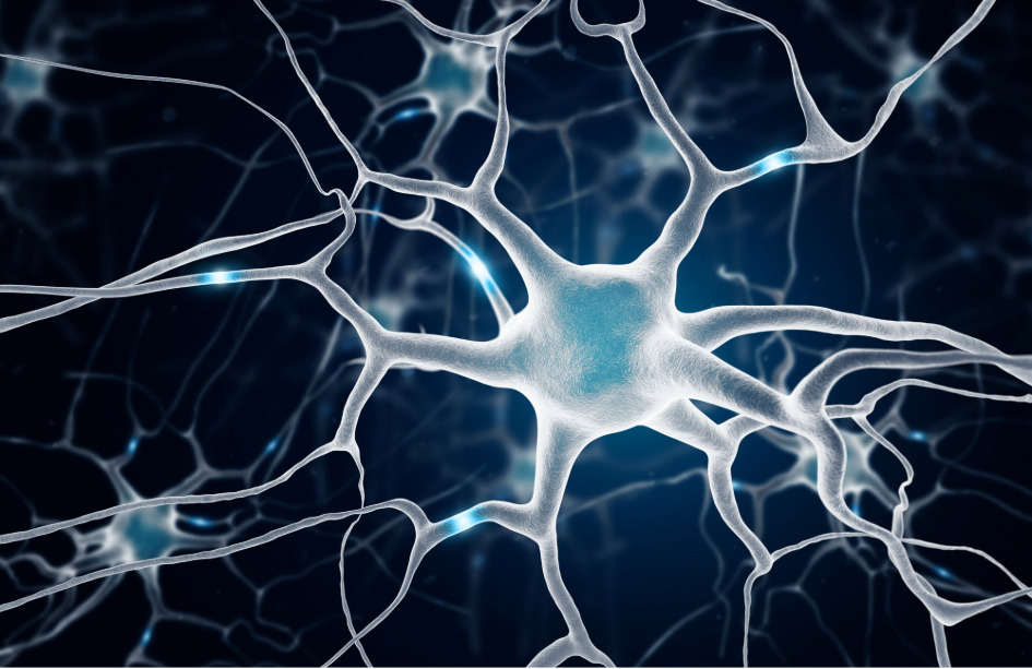 Dos proteínas reguladoras epigenéticas de la expresión génica, actúan como guardianes epigenéticos que protegen la identidad de las neuronas.  