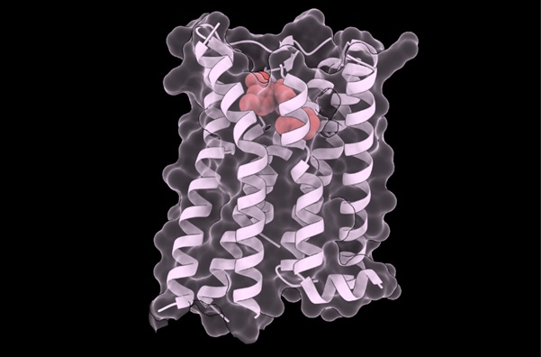 
Imagen que muestra las estructuras del fármaco
tolvaptán (en rojo) unido a la estructura del receptor de vasopresina V2 (V2R). Este fármaco promueve la estabilidad de la proteína en múltiples variantes mutadas relacionadas con enfermedades raras.