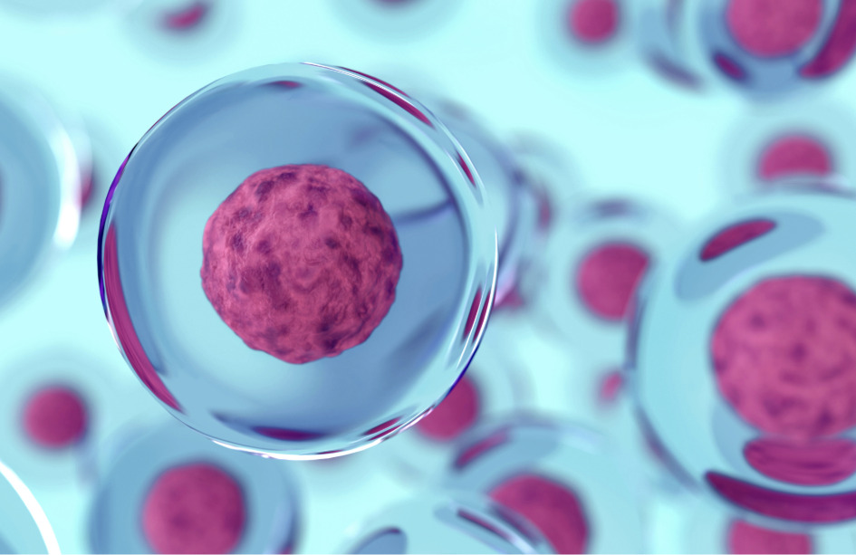 Una investigación ha demostrado que se pueden generar óvulos humanos con el número correcto de cromosomas similares a los óvulos naturales. Imagen: Adobe Express.