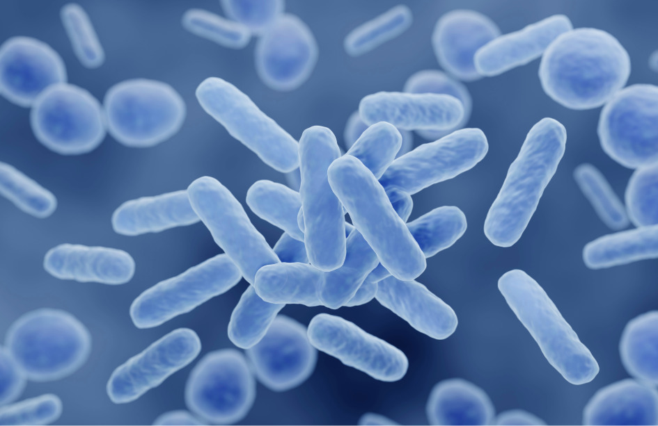 Los investigadores han estudiado cómo conectan la microbiota intestinal y la actividad cerebral en personas sanas. Imagen: Adobe Express.