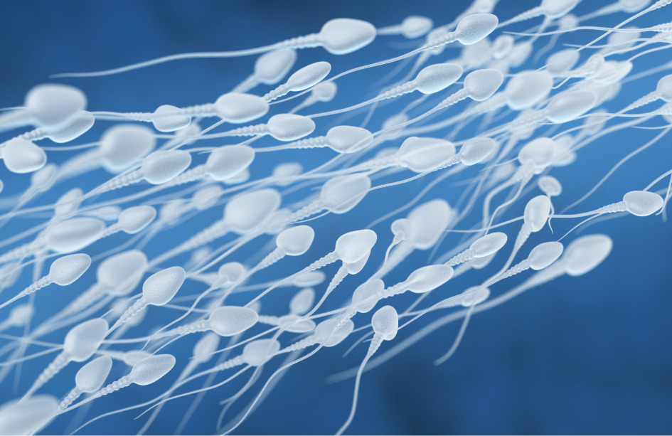 Los resultados del estudio conectan la formación de los espermatozoides con la fertilidad