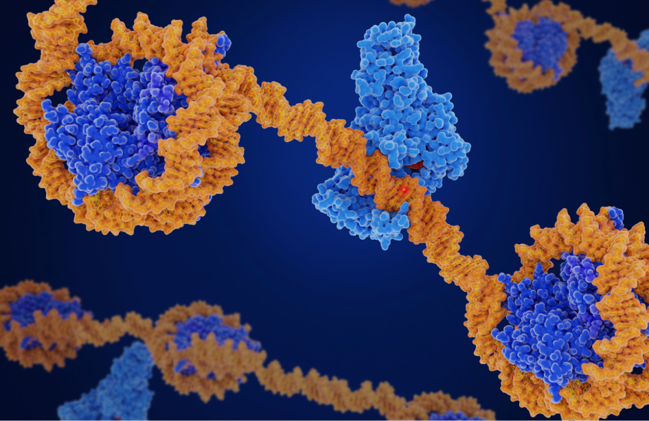 La alteración de las histonas afecta a la estabilidad genómica y está relacionada con el desarrollo de cáncer como la leucemia mieloide. 