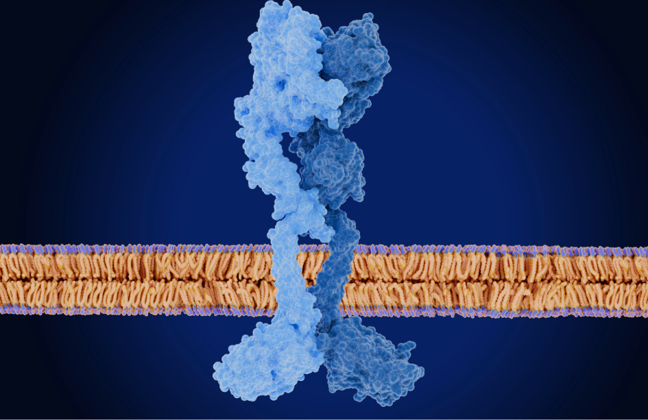 La activación del receptor HER2 afecta a FOXA1 y y contribuye a generar resistencia a las terapias hormonales en cáncer de mama