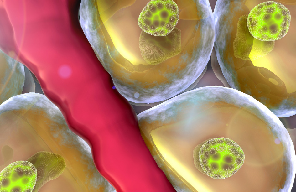 Un estudio plantea las células madre como potencial tratamiento para la diabetes.