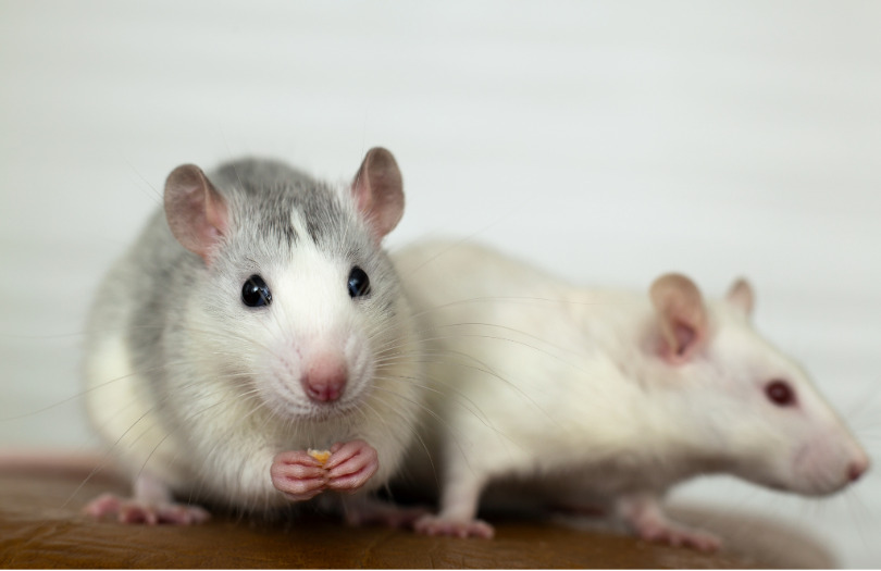 El estudio sobre genética y microbioma intestinal se ha realizado en ratas, donde es más fácil controlar las condiciones de crianza