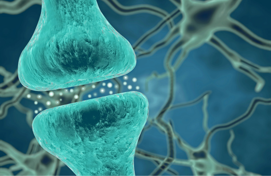 Las sinapsis del hipocampo regulan sus componentes para especializar la función