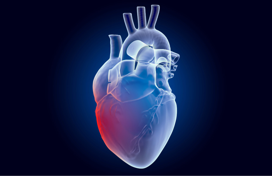 Un estudio explica por qué los infartos nocturnos son menos dañinos que los diurnos