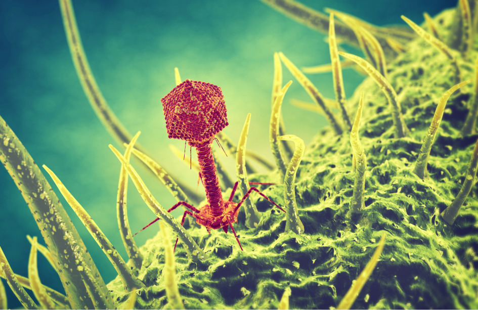 El descubrimiento de cómo evolucionan los virus para infectar bacterias podrá ser utilizado en el desarrollo de terapias para infecciones resistentes