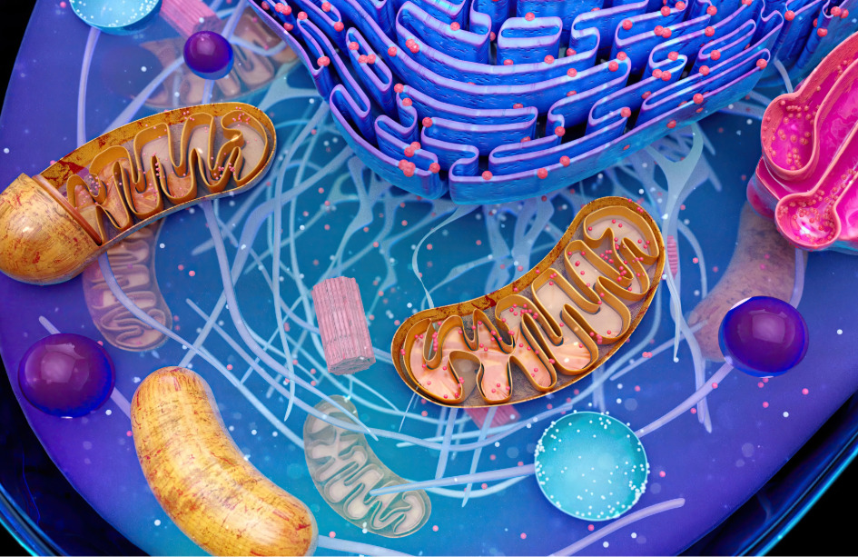 Un estudio ha identificado una nueva diana terapéutica para la ataxia de Friedreich, una proteína mitocondrial que funciona en equilibrio con la frataxina.