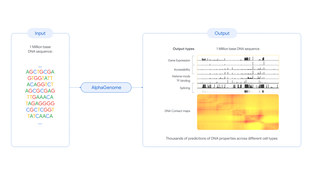 Resumen del funcionamiento de AlphaGenome para analizar el genoma. 