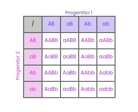 cuadro de punnett dihibrido
