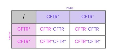 ejemplo de cuadro de punnett para una pareja con un individuo portador de mutación en CFTR. Fibrosis quística