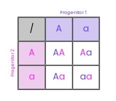 Cuadro de Punnett del cruzamiento de dos individuos heterocigotos Aa 