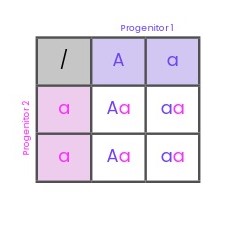 Cuadro de Punnett del cruzamiento de un individuo heterocigodo Aa con un individuo homocigoto aa
