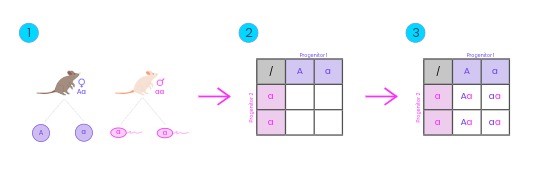 pasos para crear un cuadro de punnett