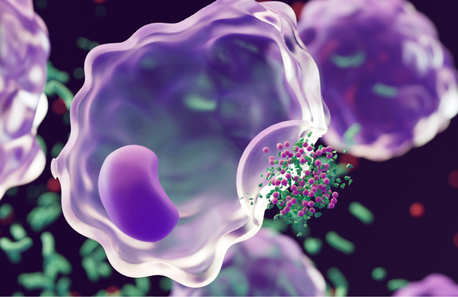 Identifican nuevo mecanismo de control de la inflamación