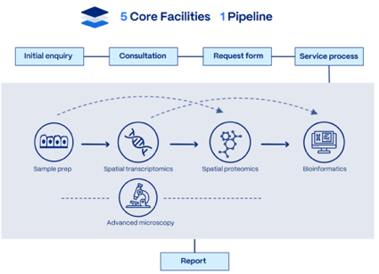 Esquema del funcionamiento de la Plataforma de Ómicas Espaciales. Imagen: IRB Barcelona.